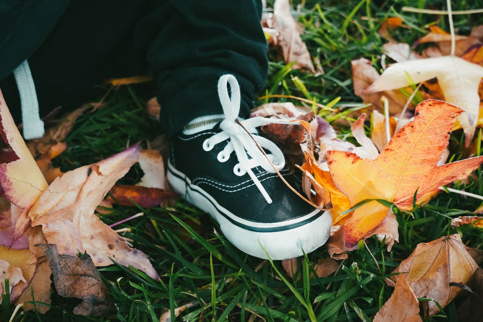 close-up of a toddler wearing black and white lace-up sneakers, stepping through colorful autumn leaves on grass
